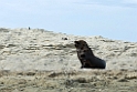 South American Sea Lion